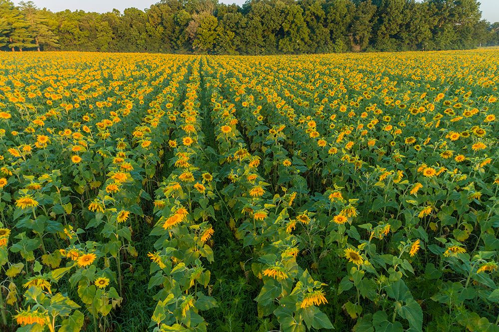 Aerial view of a Sunflower field at sunrise-Jasper County-Illinois art print by Richard and Susan Day for $57.95 CAD
