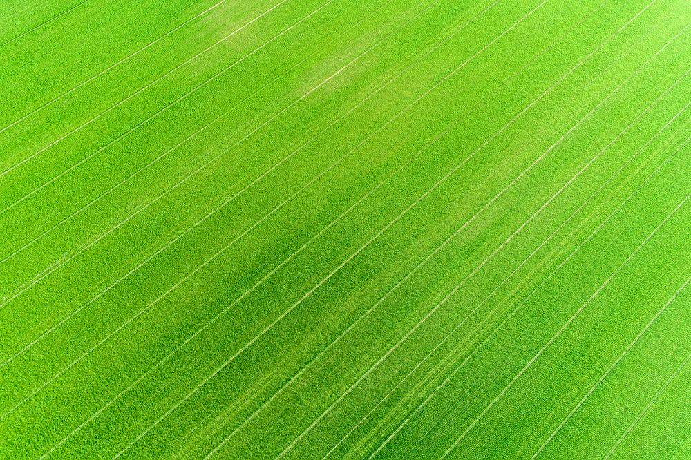 Aerial view of wheat field-Marion County-Illinois art print by Richard and Susan Day for $57.95 CAD
