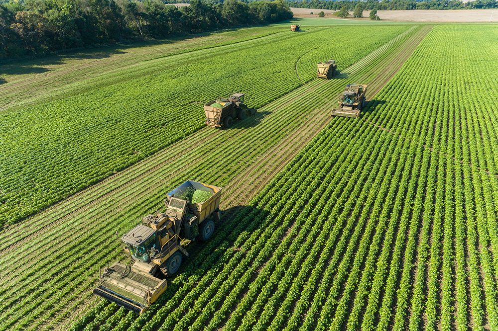 Picking green beans during the green bean harvest-Mason County-Illinois art print by Richard and Susan Day for $57.95 CAD