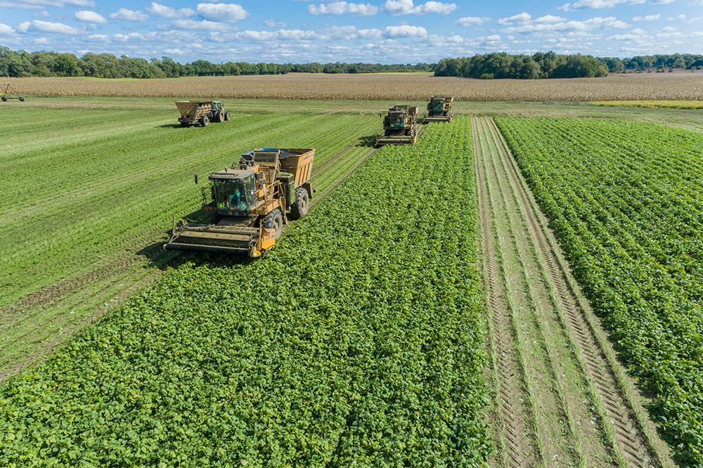 Picking green beans during the green bean harvest-Mason County-Illinois art print by Richard and Susan Day for $57.95 CAD