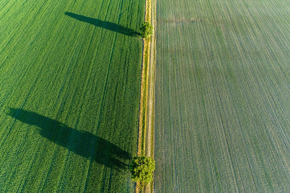 Two trees and shadows between fields-Marion County-Illinois art print by Richard and Susan Day for $57.95 CAD