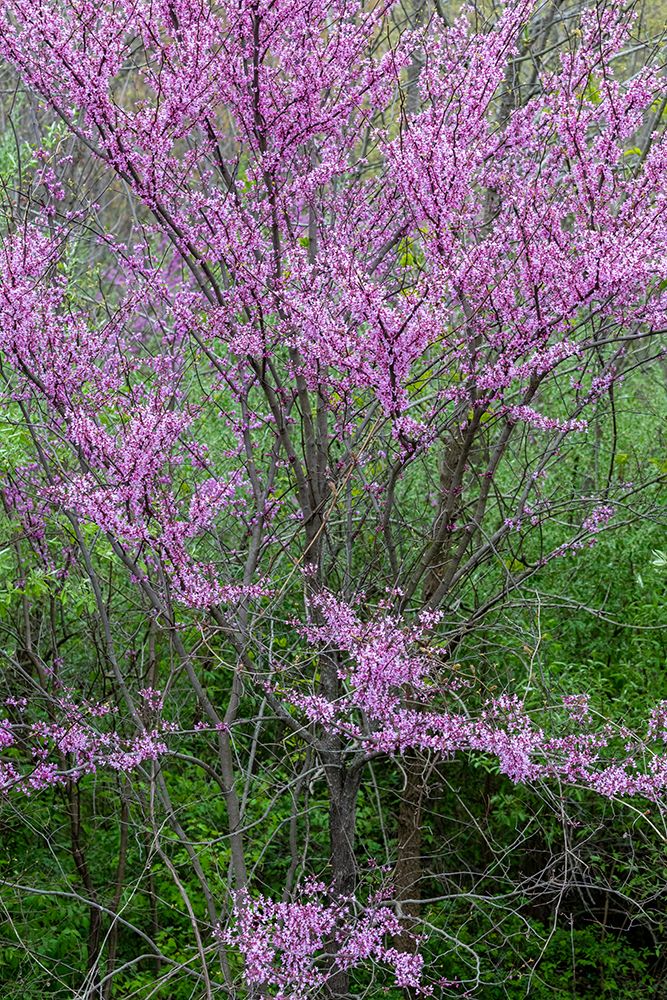 Redbud trees blooms in spring-Marion County-Illinois art print by Richard and Susan Day for $57.95 CAD