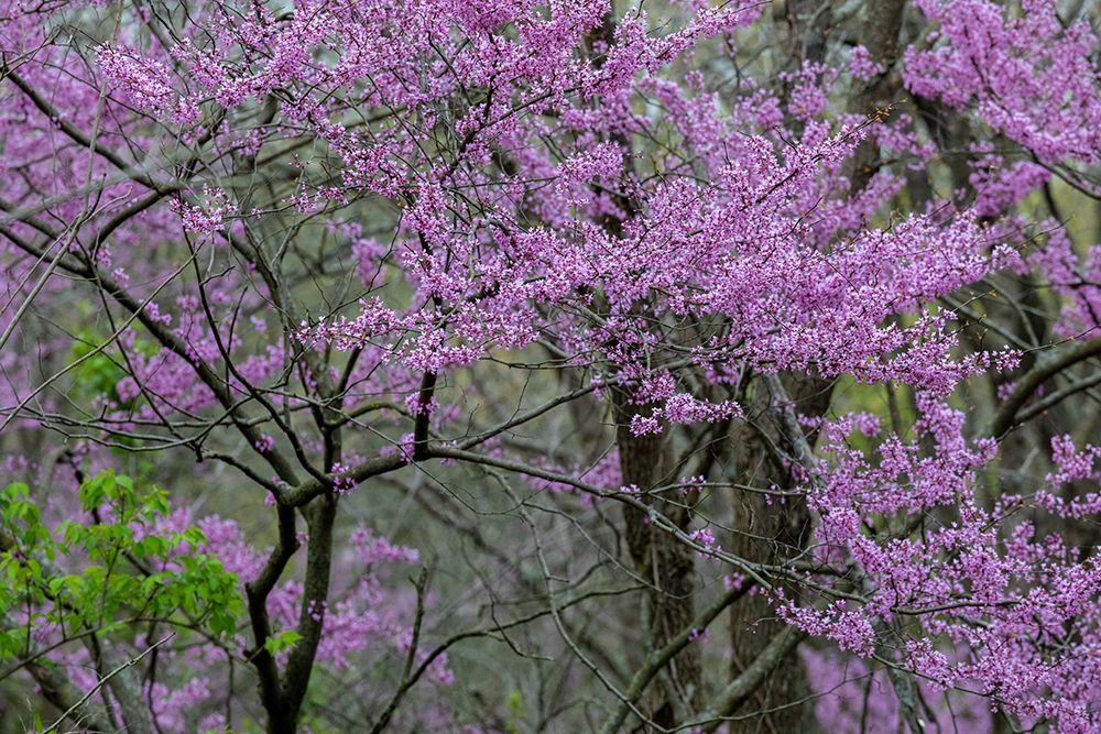 Redbud trees blooms in spring-Marion County-Illinois art print by Richard and Susan Day for $57.95 CAD