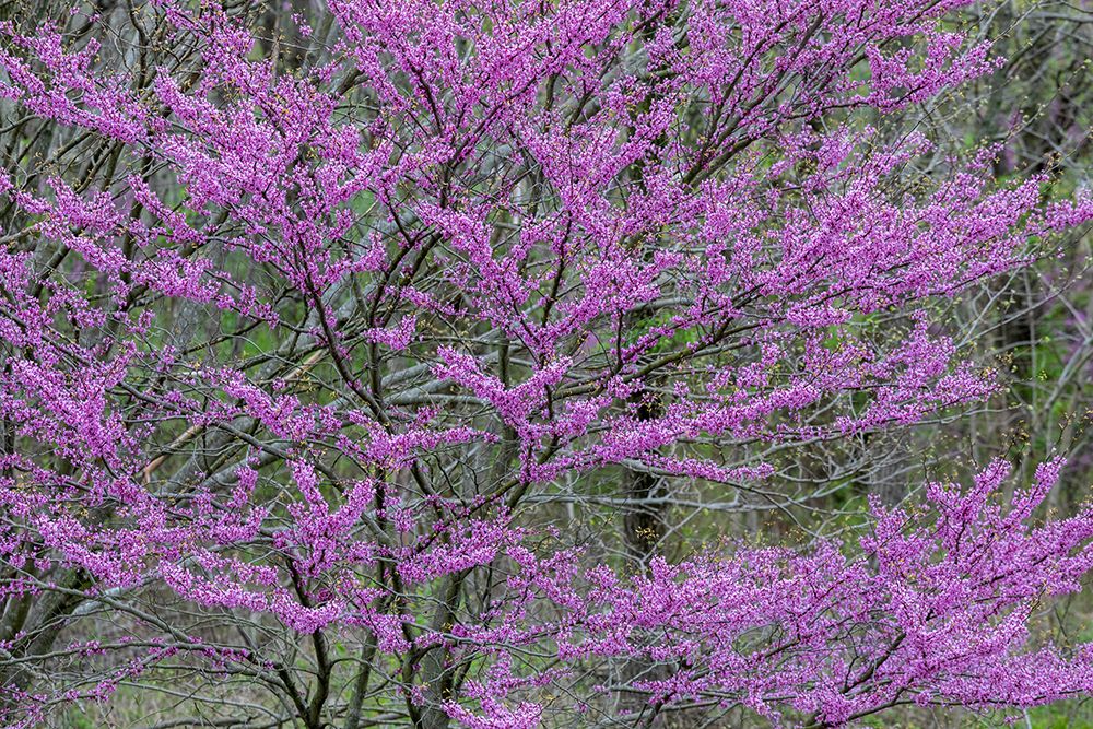 Redbud trees blooms in spring-Marion County-Illinois art print by Richard and Susan Day for $57.95 CAD