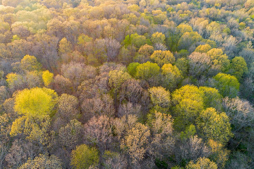 Newly emerging leaves on trees in the spring-Marion County-Illinois art print by Richard and Susan Day for $57.95 CAD