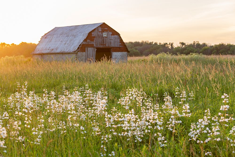 Old barn and field of penstemon at sunset Prairie Ridge State Natural Area-Marion County-Illinois art print by Richard and Susan Day for $57.95 CAD