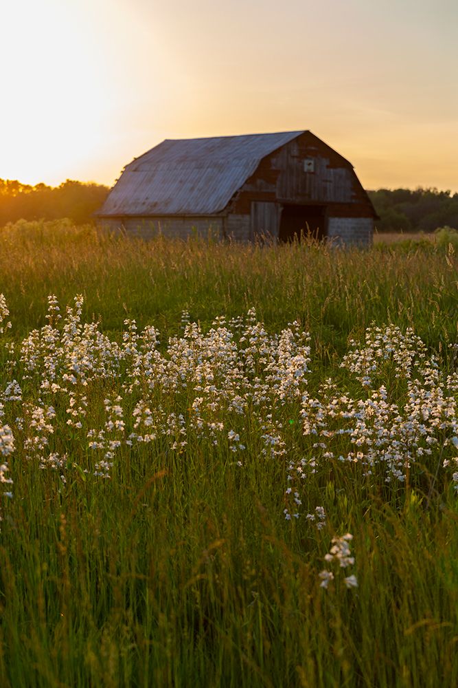 Old barn and field of penstemon at sunset Prairie Ridge State Natural Area-Marion County-Illinois art print by Richard and Susan Day for $57.95 CAD