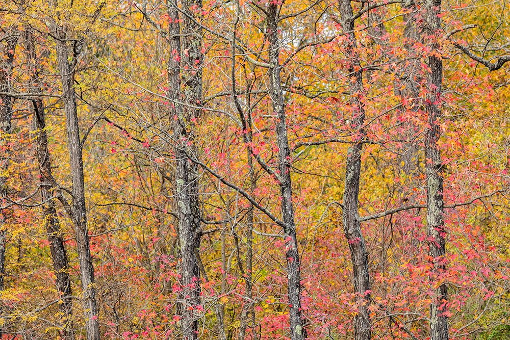 Fall color at Pyramid State Park-Perry County-Illinois art print by Richard and Susan Day for $57.95 CAD