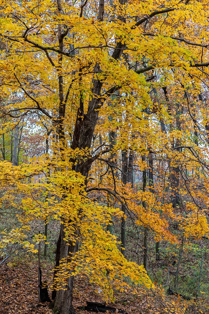 Fall color at Stephen A-Forbes State Park-Marion County-Illinois art print by Richard and Susan Day for $57.95 CAD