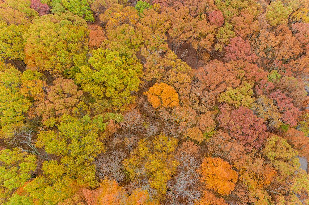 Aerial view of fall color-Marion County-Illinois art print by Richard and Susan Day for $57.95 CAD
