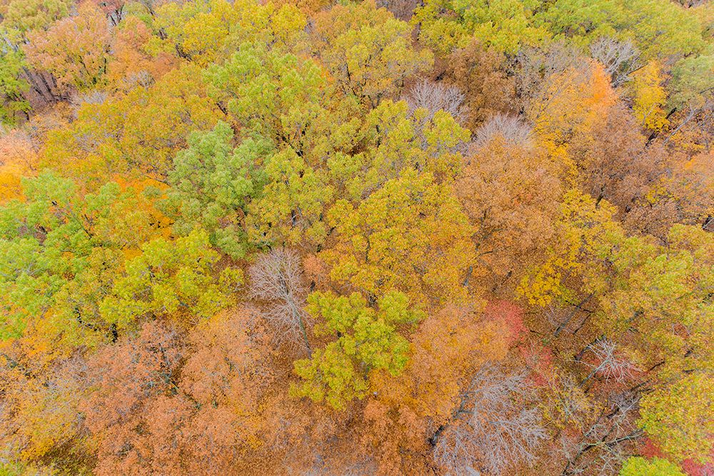 Aerial view of fall color-Marion County-Illinois art print by Richard and Susan Day for $57.95 CAD