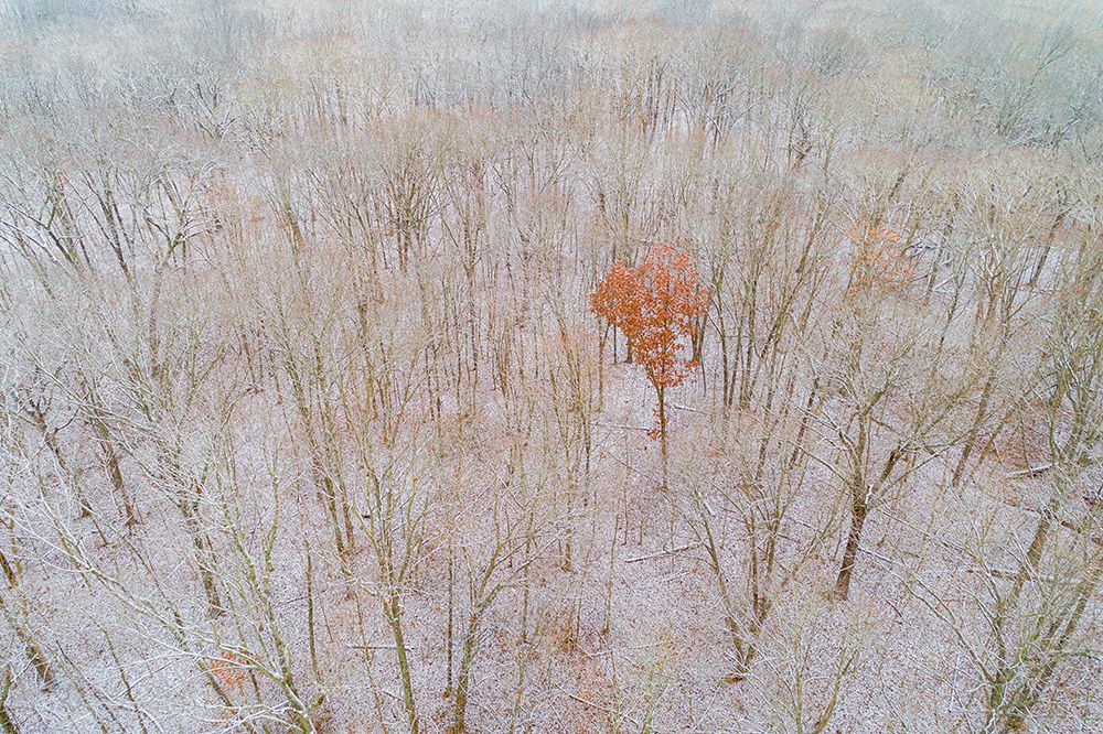 Aerial view of a fresh snow over the forest-Marion County-Illinois art print by Richard and Susan Day for $57.95 CAD
