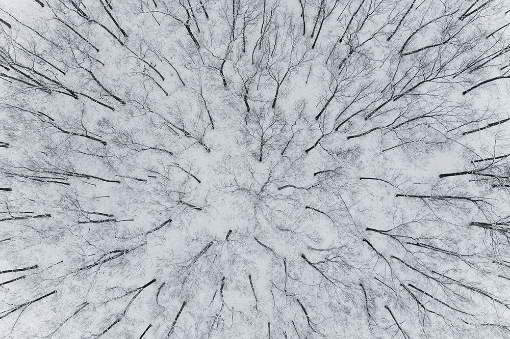 Aerial view of woods after a snowfall-Marion County-Illinois art print by Richard and Susan Day for $57.95 CAD