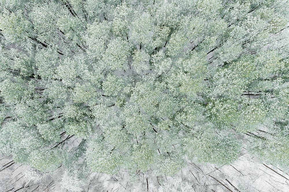 Aerial view of woods and white pine trees after a snowfall-Marion County-Illinois art print by Richard and Susan Day for $57.95 CAD