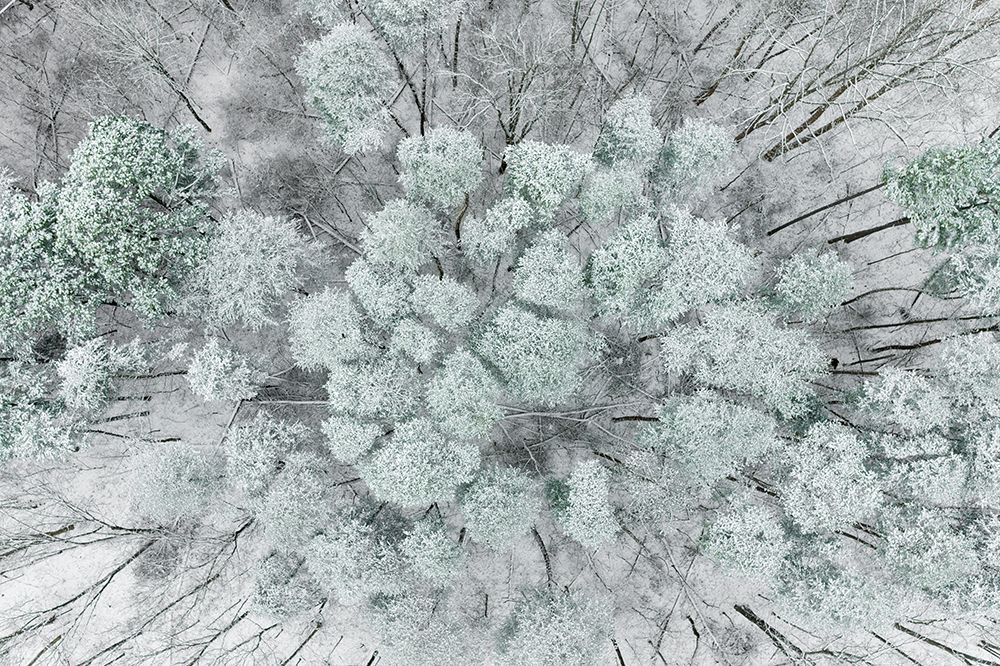 Aerial view of woods and white pine trees after a snowfall-Marion County-Illinois art print by Richard and Susan Day for $57.95 CAD