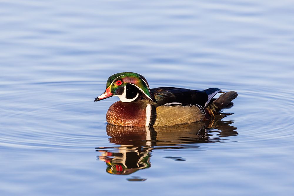 Wood Duck male in wetland-Marion County-Illinois art print by Richard and Susan Day for $57.95 CAD
