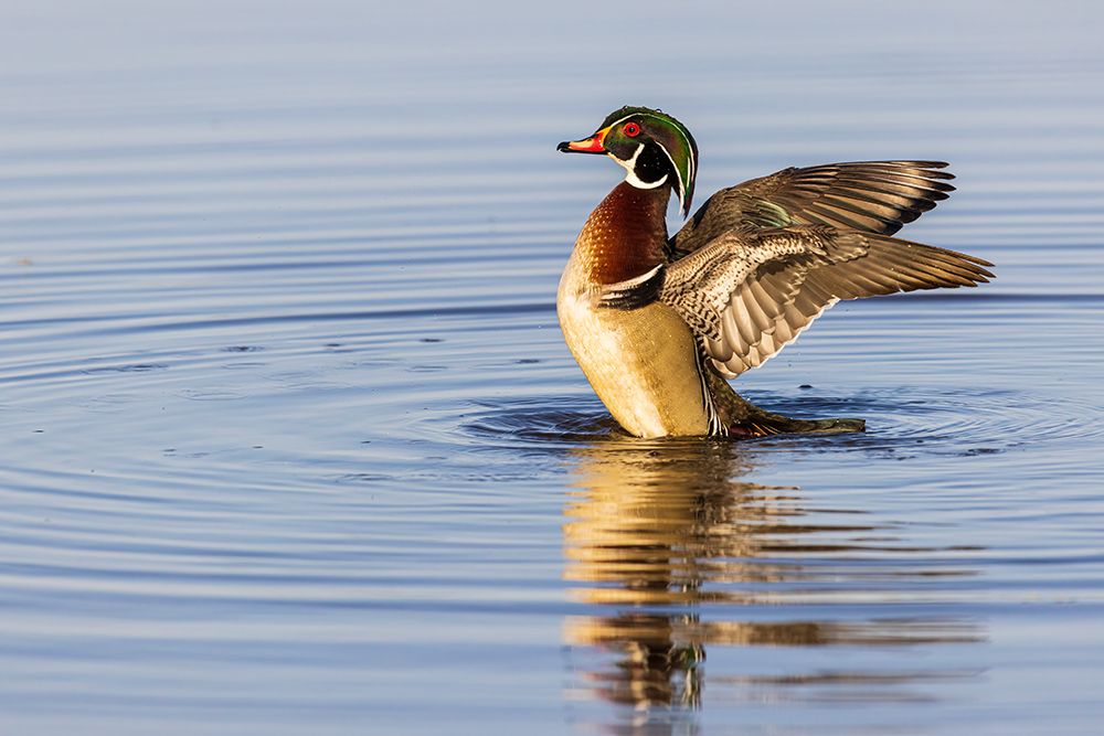 Wood Duck male in wetland flapping wings-Marion County-Illinois art print by Richard and Susan Day for $57.95 CAD