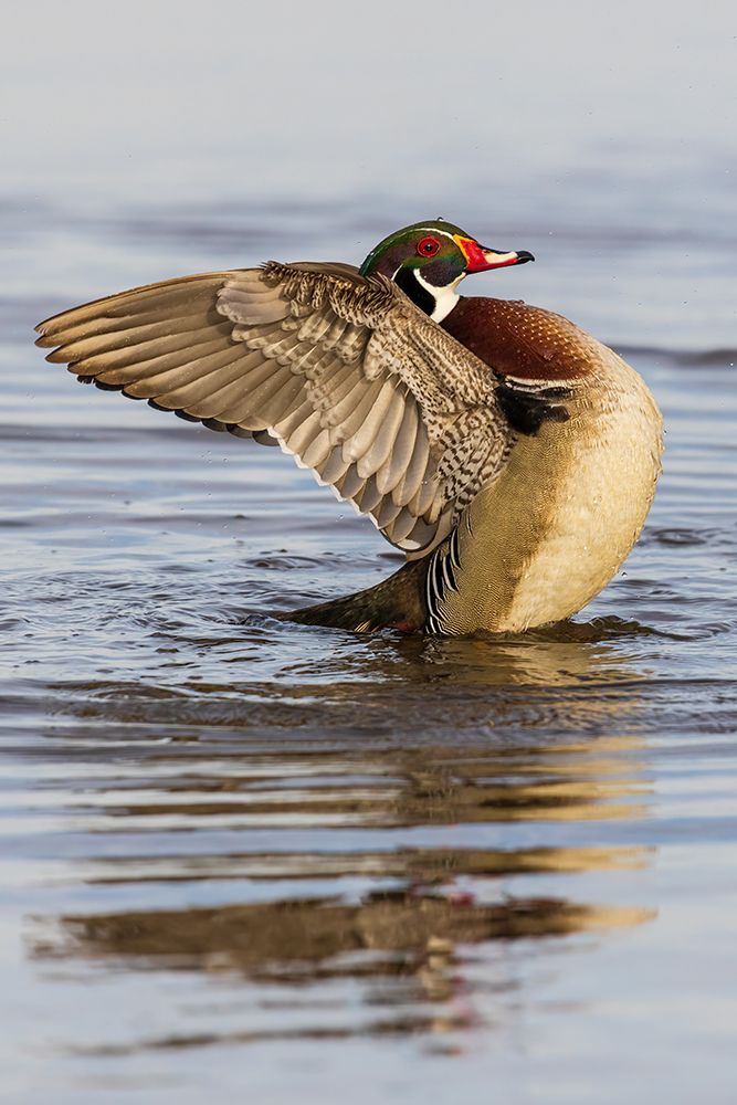 Wood Duck male in wetland flapping wings-Marion County-Illinois art print by Richard and Susan Day for $57.95 CAD