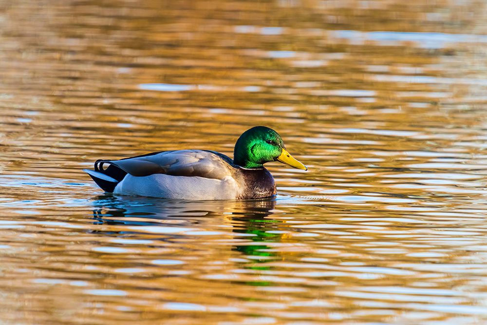 Mallard male in wetland-Clinton County-Illinois art print by Richard and Susan Day for $57.95 CAD