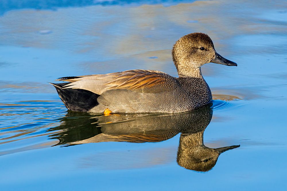 Gadwall male in wetland-Clinton County-Illinois art print by Richard and Susan Day for $57.95 CAD