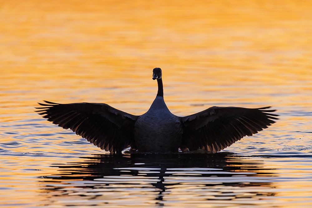 Canada Goose flapping wings in wetland at sunrise-Marion County-Illinois art print by Richard and Susan Day for $57.95 CAD
