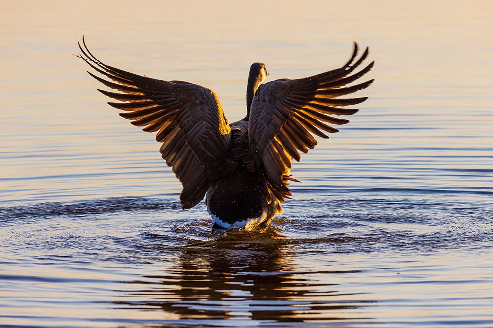 Canada Goose flapping wings in wetland at sunrise-Marion County-Illinois art print by Richard and Susan Day for $57.95 CAD