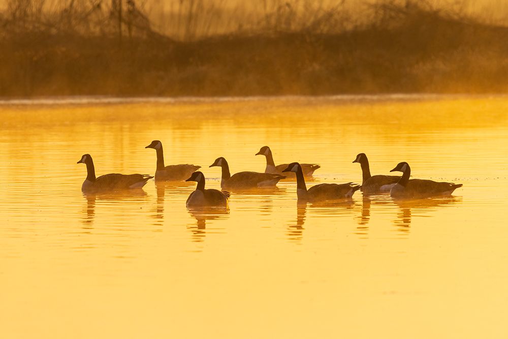 Canada Geese in wetland at sunrise in fog-Marion County-Illinois art print by Richard and Susan Day for $57.95 CAD