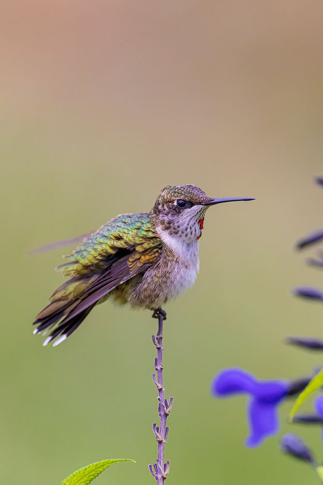 Ruby-throated Hummingbird immature male bathing in garden in rain shower-Marion County-Illinois art print by Richard and Susan Day for $57.95 CAD