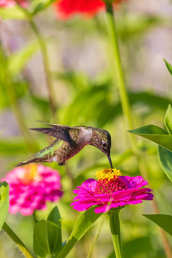 Ruby-throated Hummingbird immature feeding on zinnia Marion County-Illinois art print by Richard and Susan Day for $57.95 CAD