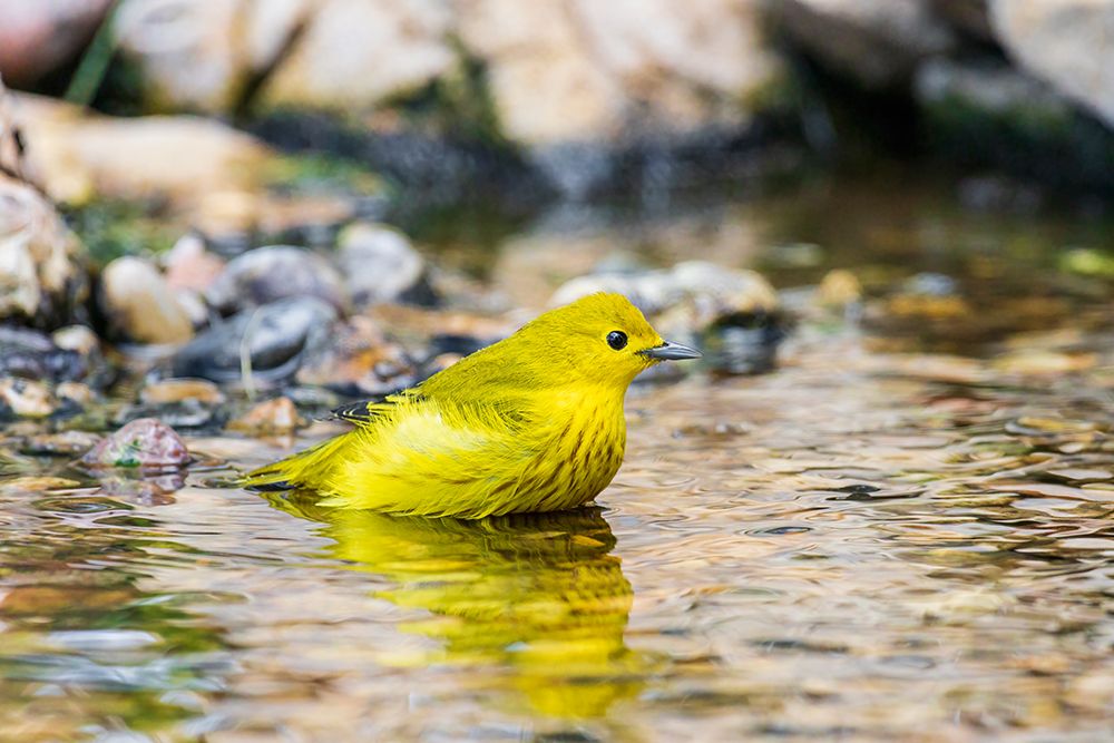 Yellow Warbler bathing-Marion County-Illinois art print by Richard and Susan Day for $57.95 CAD