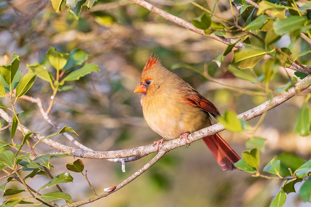 Northern Cardinal female in American Holly tree-Marion County-Illinois art print by Richard and Susan Day for $57.95 CAD