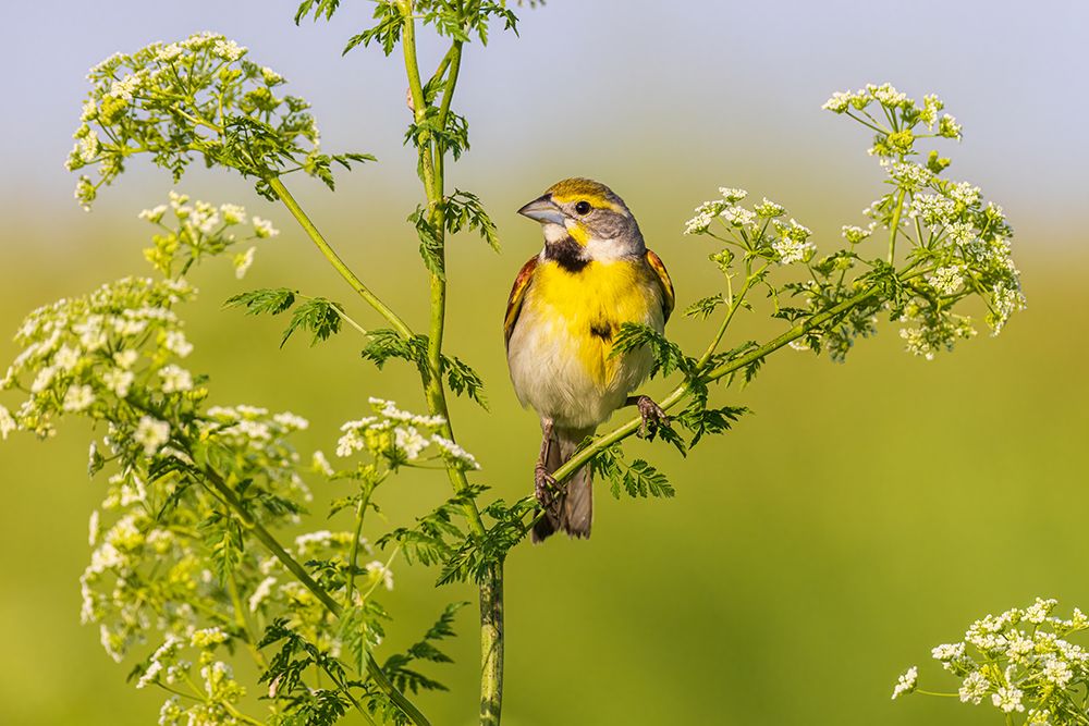 Dickcissel male on Poison Hemlock-Marion County-Illinois art print by Richard and Susan Day for $57.95 CAD