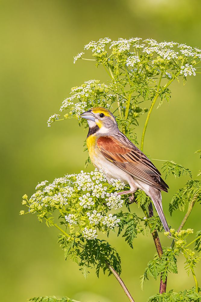 Dickcissel male on Poison Hemlock-Marion County-Illinois art print by Richard and Susan Day for $57.95 CAD
