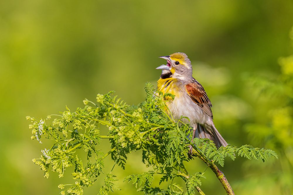 Dickcissel male singing perched on Poison Hemlock-Marion County-Illinois art print by Richard and Susan Day for $57.95 CAD