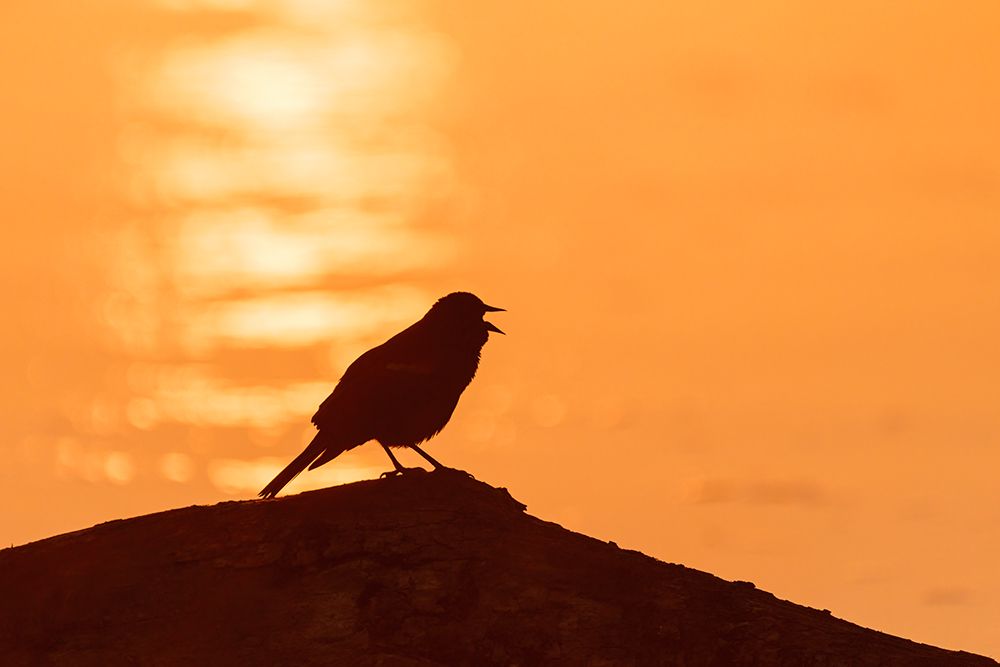 Red-winged Blackbird male singing on log at sunrise in wetland-Marion County-Illinois art print by Richard and Susan Day for $57.95 CAD