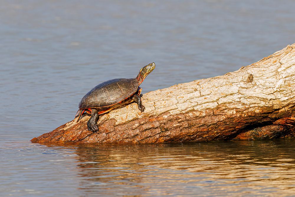 Painted Turtle on log in wetland-Marion County-Illinois art print by Richard and Susan Day for $57.95 CAD