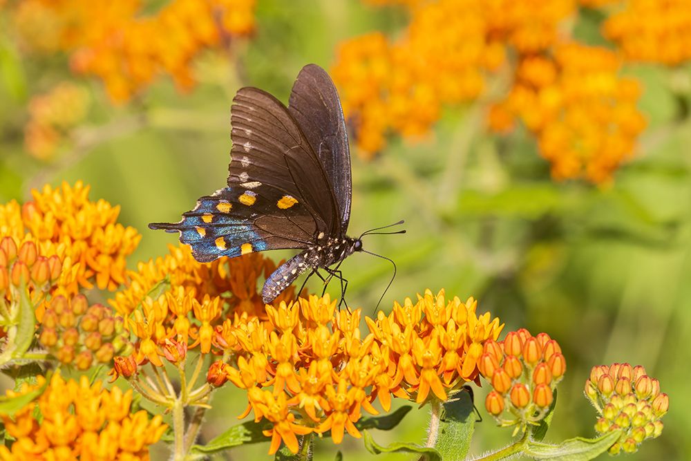 Pipevine Swallowtail on Butterfly Milkweed Stephen A Forbes State Park-Marion County-Illinois art print by Richard and Susan Day for $57.95 CAD