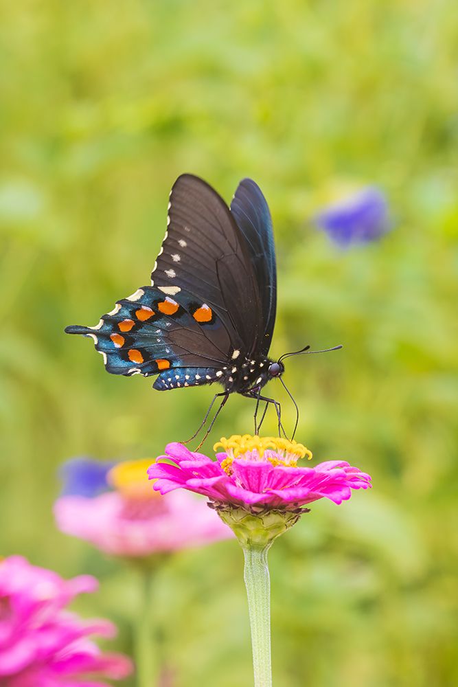 Pipevine Swallowtail male on zinnia in flower garden-Marion County-Illinois art print by Richard and Susan Day for $57.95 CAD