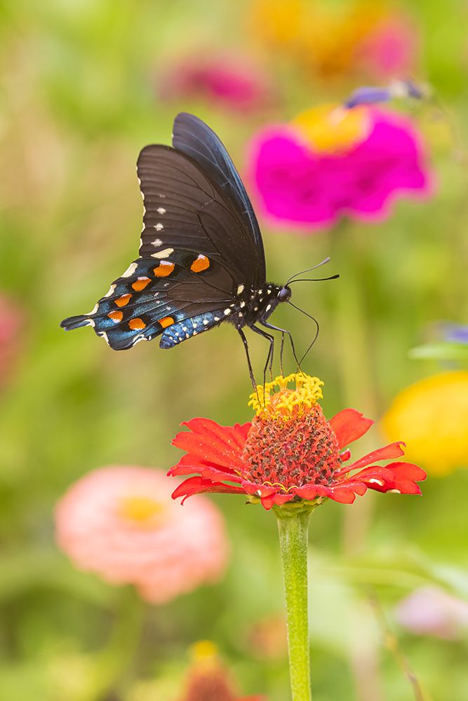 Pipevine Swallowtail male on zinnia in flower garden-Marion County-Illinois art print by Richard and Susan Day for $57.95 CAD