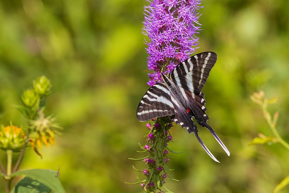 Zebra Swallowtail on Prairie blazing star-Rock Cave Nature Preserve-Effingham County-Illinois art print by Richard and Susan Day for $57.95 CAD