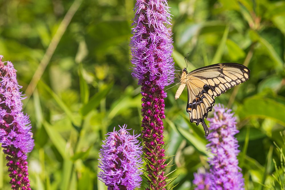Giant Swallowtail on Prairie blazing star-Rock Cave Nature Preserve-Effingham County-Illinois art print by Richard and Susan Day for $57.95 CAD