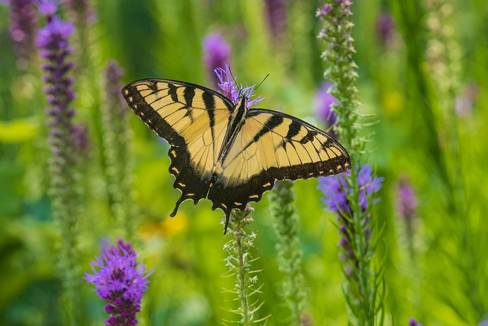 Eastern Tiger Swallowtail on Prairie blazing star-Rock Cave Nature Preserve-Effingham County-IL art print by Richard and Susan Day for $57.95 CAD
