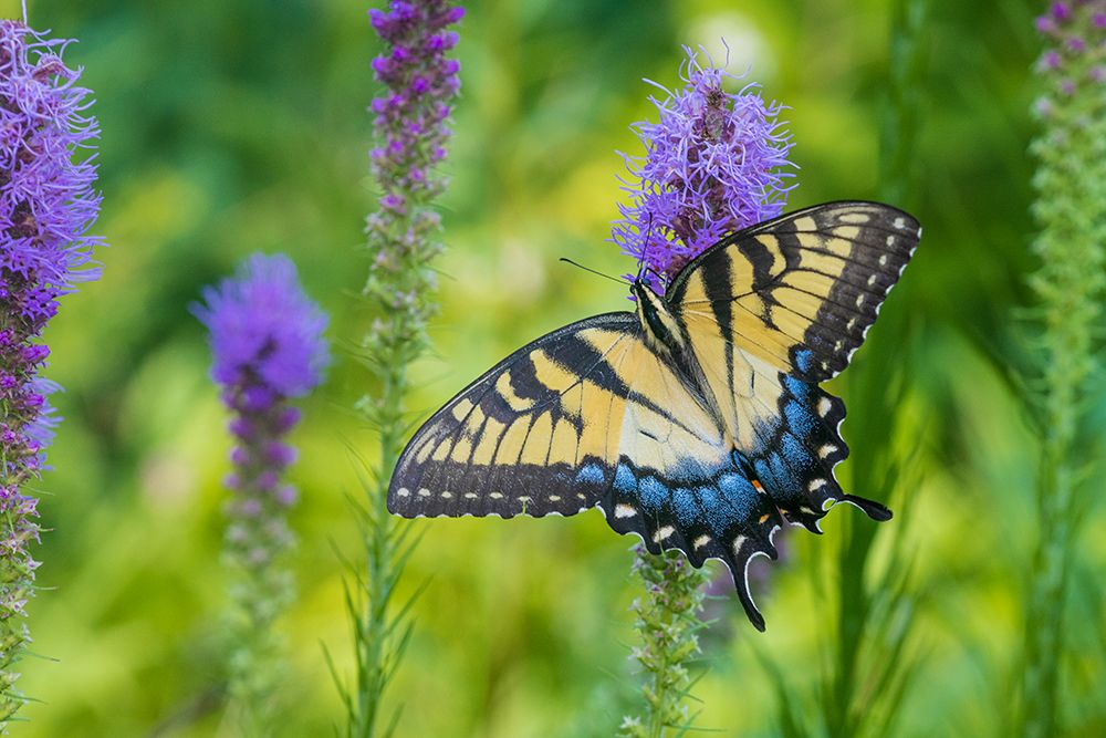 Eastern Tiger Swallowtail on Prairie blazing star-Rock Cave Nature Preserve-Effingham County-IL art print by Richard and Susan Day for $57.95 CAD
