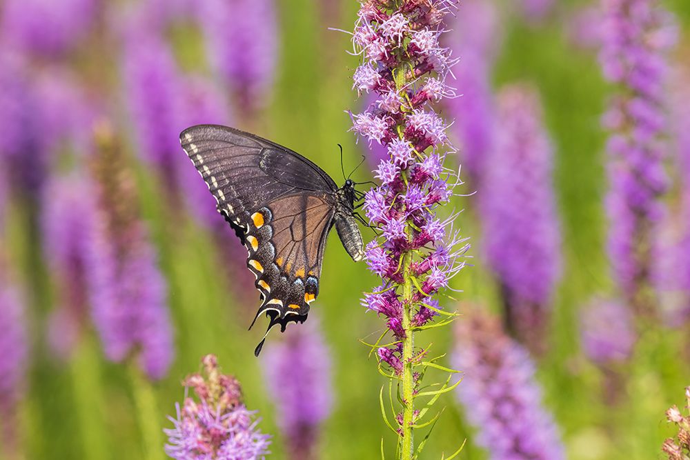 Eastern Tiger Swallowtail female black form on Prairie blazing star-Rock Cave Preserve-Illinois art print by Richard and Susan Day for $57.95 CAD