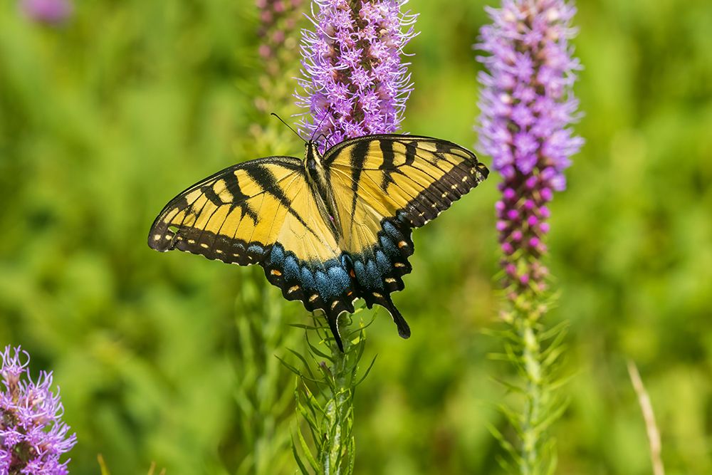 Eastern Tiger Swallowtail on Prairie blazing star-Rock Cave Nature Preserve-Effingham County-IL art print by Richard and Susan Day for $57.95 CAD