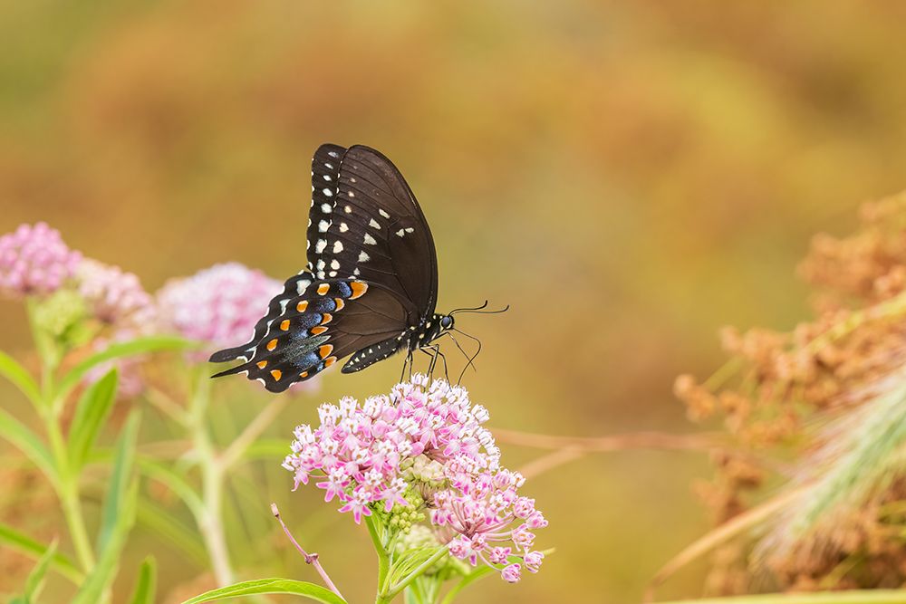 Spicebush Swallowtail on Swamp Milkweed-Marion County-Illinois art print by Richard and Susan Day for $57.95 CAD
