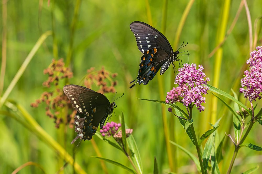 Spicebush Swallowtail male and female courtship on Swamp Milkweed-Marion County-Illinois art print by Richard and Susan Day for $57.95 CAD