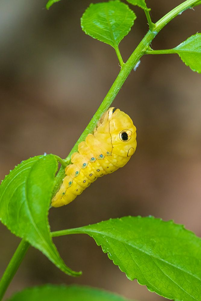 Spicebush Swallowtail caterpillar on Spicebush-Marion County-Illinois art print by Richard and Susan Day for $57.95 CAD