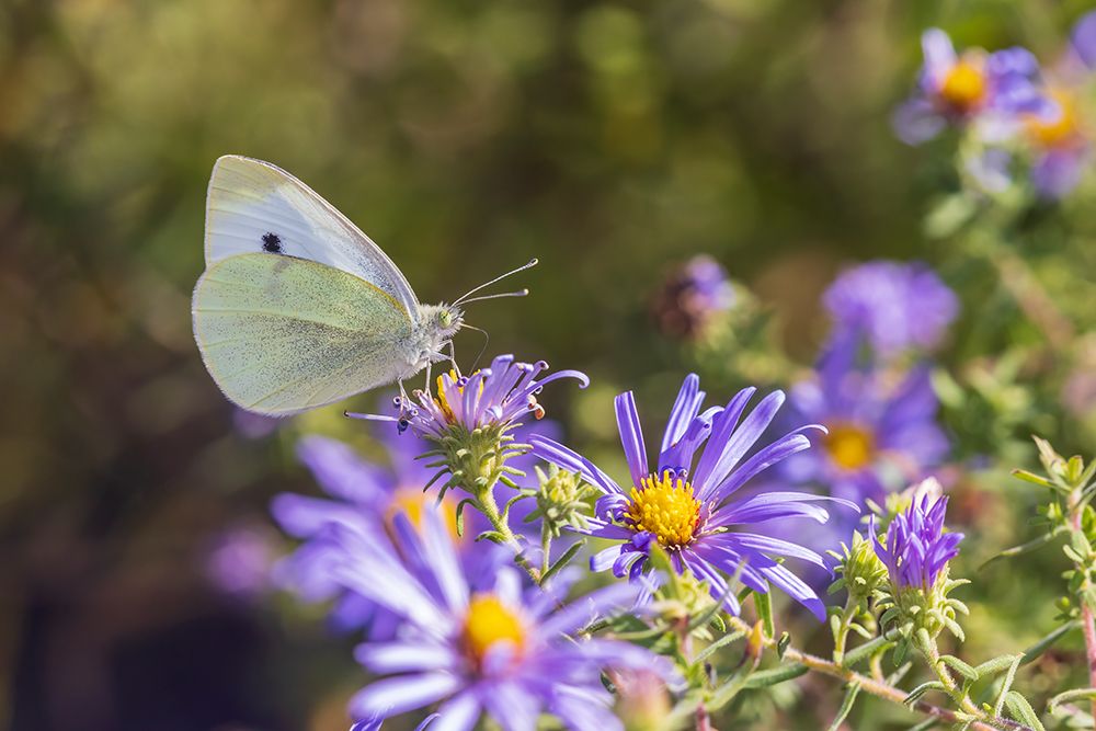 Cabbage White on Frikarts Aster-Marion County-Illinois art print by Richard and Susan Day for $57.95 CAD