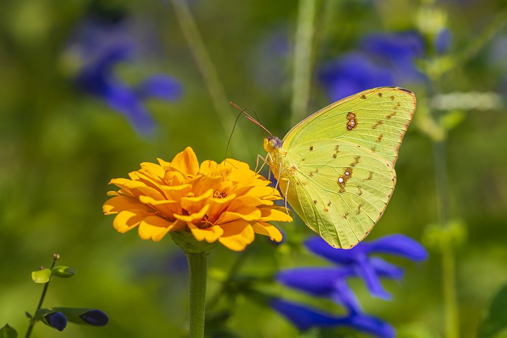 Cloudless Sulphur female on zinnia Marion County-Illinois art print by Richard and Susan Day for $57.95 CAD